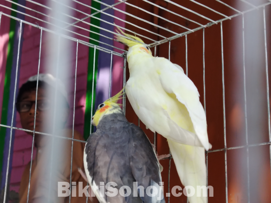 Cokatel bird